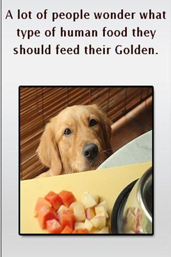 Golden retriever puppies +截图2