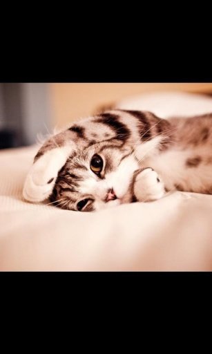 Kitty Cat Live Wallpaper截图5