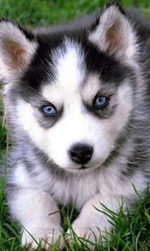 Cute Puppy Husky Puzzle截图1