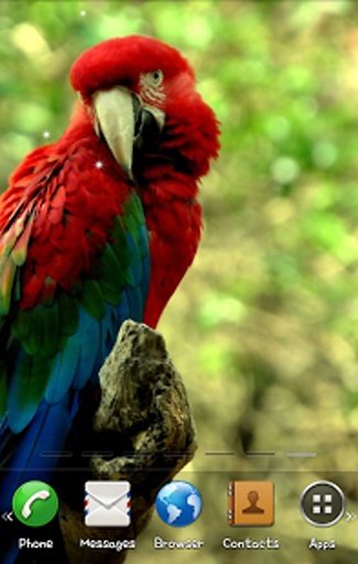 Parrot Live Wallpaper截图7