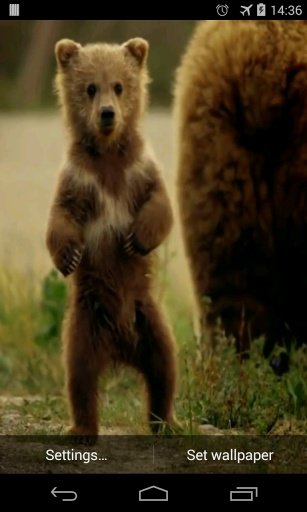 Cute Bear Video Live Wallpaper截图2