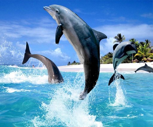 Dolphin Live Wallpaper截图1