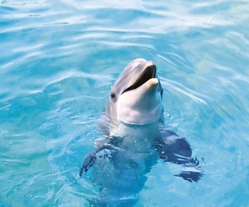 Dolphin Live Wallpaper截图4