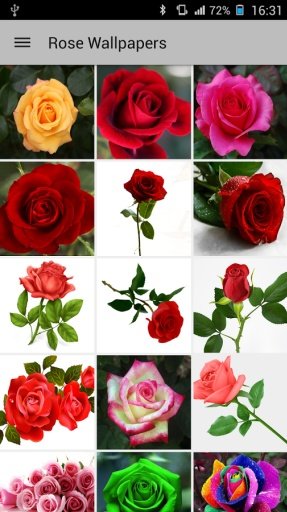 Rose Wallpapers Free截图5