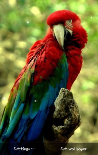 Parrot Live Wallpaper截图6