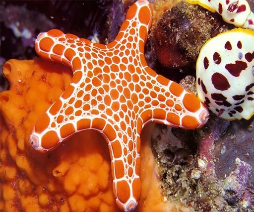 Starfish Live Wallpaper截图4