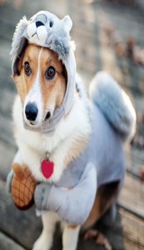 Cute Dogs Jigsaw Puzzles截图3