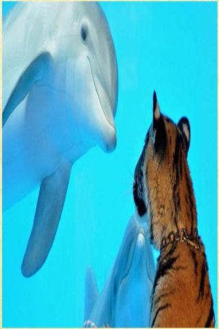 海豚的图片截图3