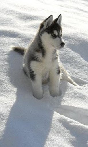 Cute Puppy Husky Puzzle截图2