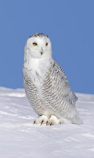 owl wallpaper截图4