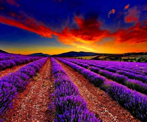 Sunrise Lavender截图4