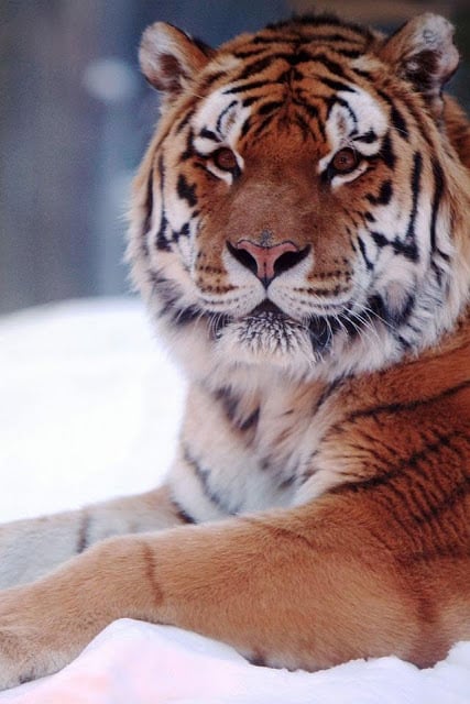 Tiger Wallpaper截图6