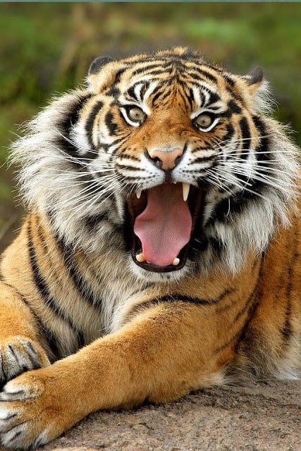 Tiger Wallpaper截图7