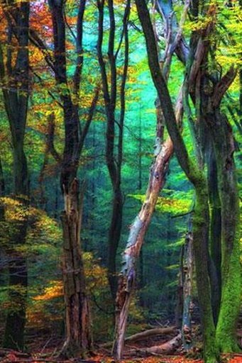 Green Forest截图1