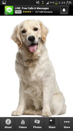 Golden Retriever Info App截图1