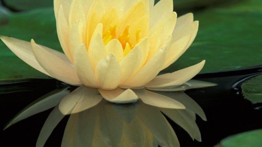 Water Lily Flower LWP截图3