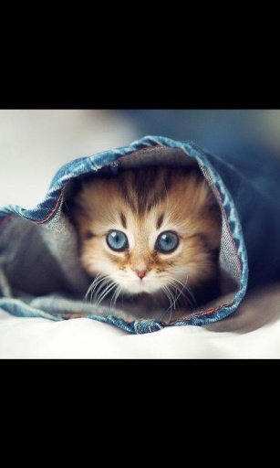 Kitty Cat Live Wallpaper截图7