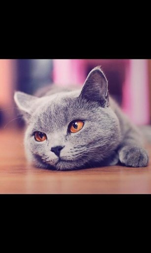 Kitty Cat Live Wallpaper截图6