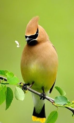 Birds Live Wallpapers截图6