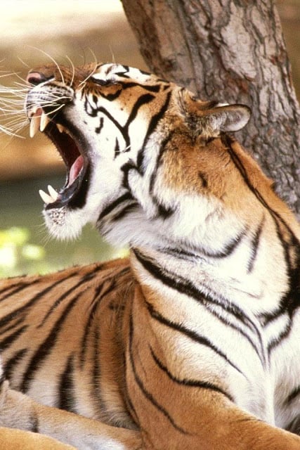 Tiger Wallpaper截图11