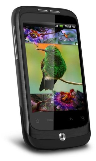 Colibri Africa Live Wallpaper截图3