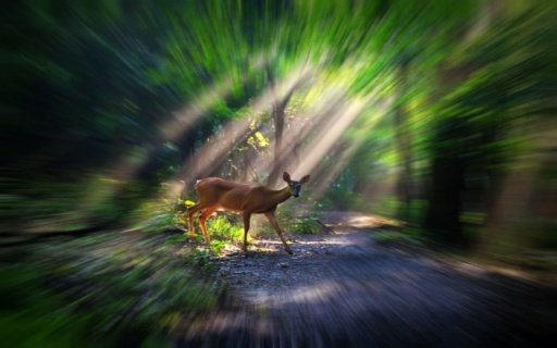 Deer Carnivores Hunter截图1