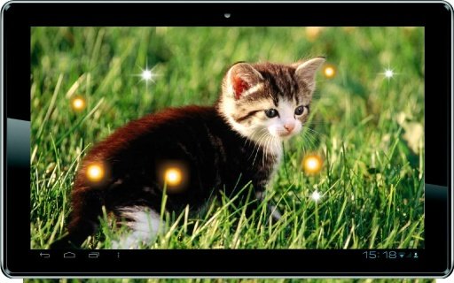 Pussy Cat HD live wallpaper截图1