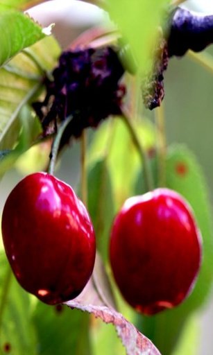 Cherry live wallpaper截图1