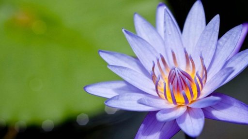 Water Lily Flower LWP截图5