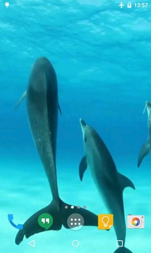 Dolphins HD Live Wallpaper截图1