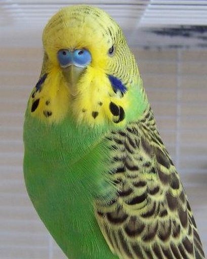 The Talking Budgie Parrot截图5