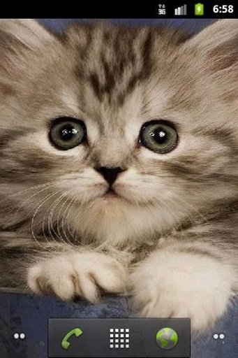 Cute Kitty wallpaper截图3