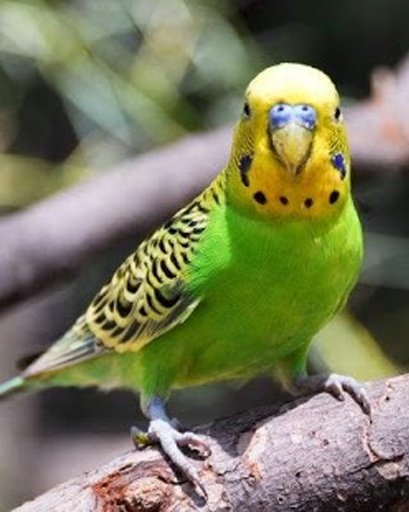 The Talking Budgie Parrot截图11