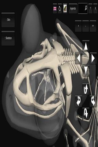 3D青蛙骨架截图2