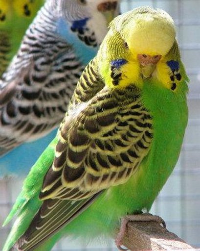 The Talking Budgie Parrot截图10