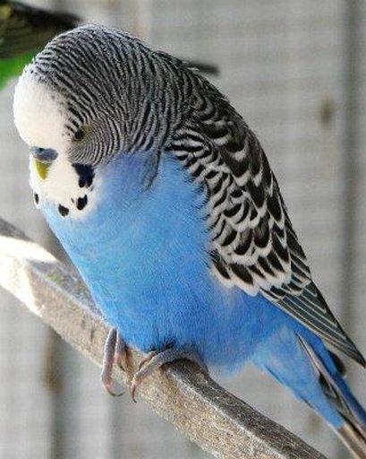 The Talking Budgie Parrot截图7