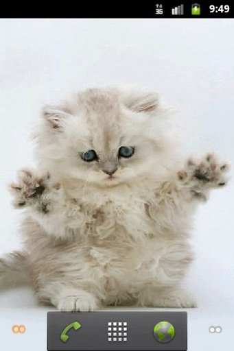 Cute Kitty wallpaper截图4