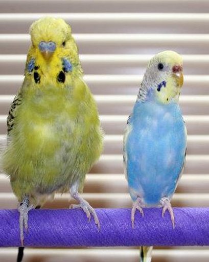 The Talking Budgie Parrot截图6