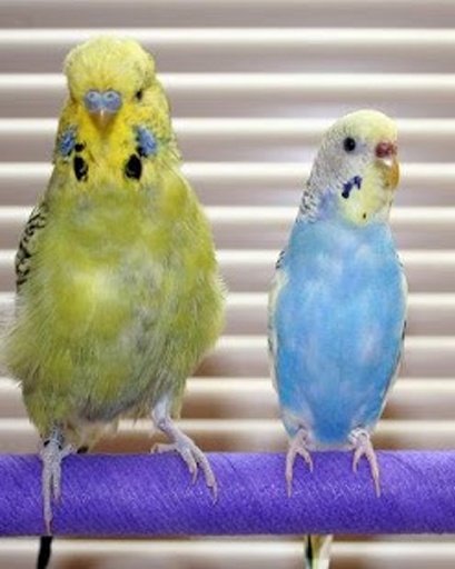 The Talking Budgie Parrot截图8