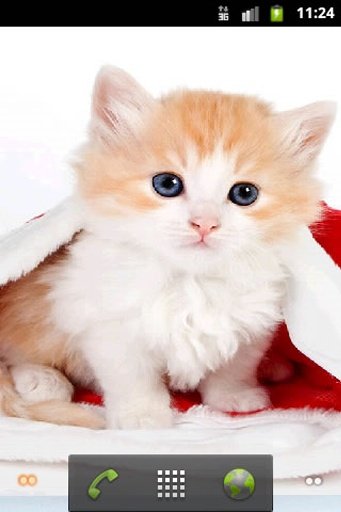 Cute Kitty wallpaper截图2