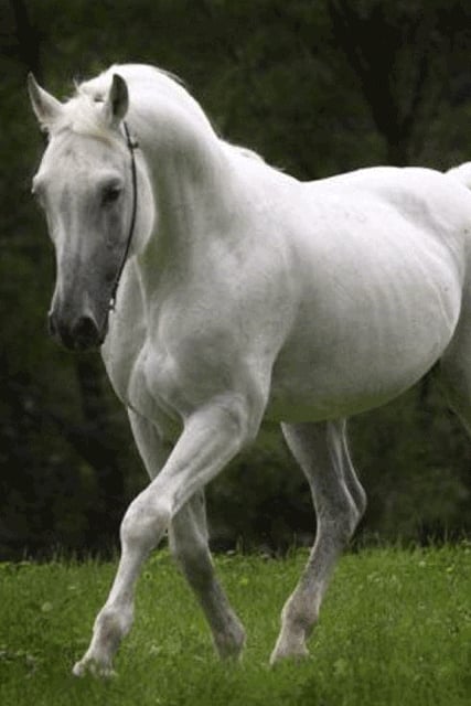 Horse Wallpaper截图4