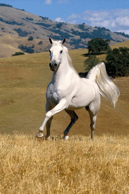 Horse Wallpaper截图5