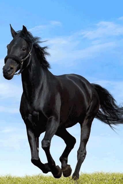 Horse Wallpaper截图6