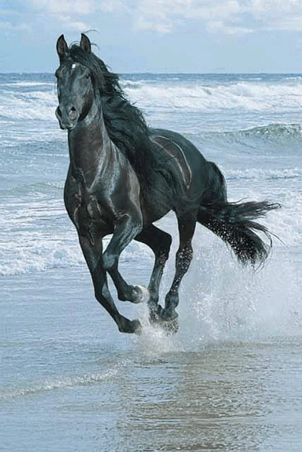 Horse Wallpaper截图3