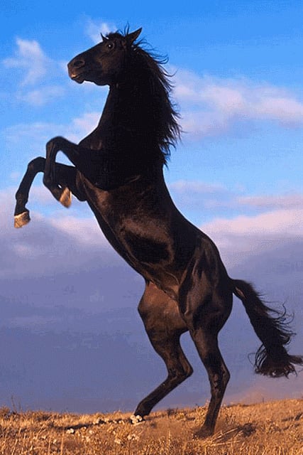 Horse Wallpaper截图1