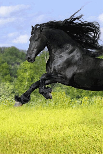 Horse Wallpaper截图11