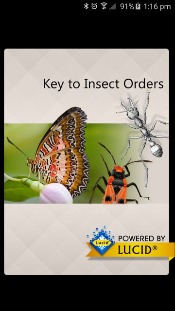 Insect Orders截图1