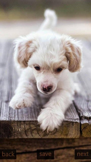 Inspic Puppies Wallpapers HD截图3