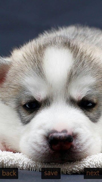 Inspic Puppies Wallpapers HD截图1