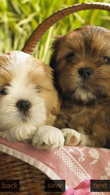 Inspic Puppies Wallpapers HD截图2